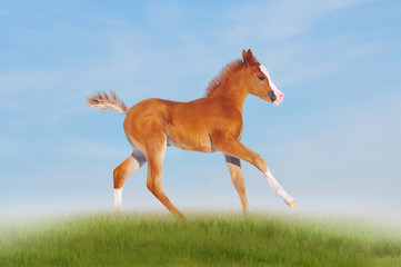 white running horse on black