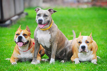 three staffordshire terriers laid down in the grass