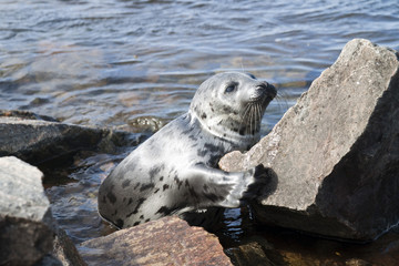 Seal Pagophilus groenlandicus