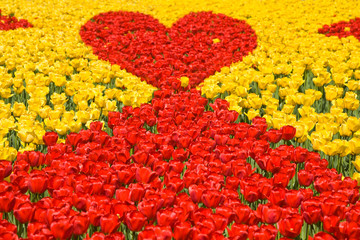 Background from red-yellow tulips