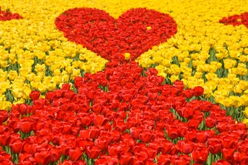 Poster de jardin Tulipe Background from red-yellow tulips