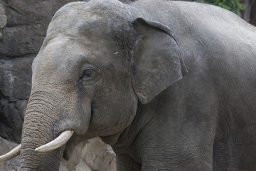 Fototapeta premium 象の横顔