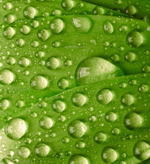 Green leaf with waredrops
