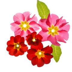 primula flowers on the white background.