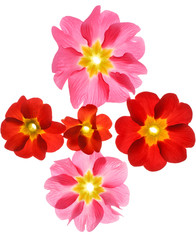 primula flowers on the white background.