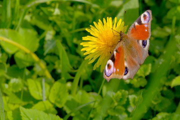 beautiful butterfly and yellow dandelion.