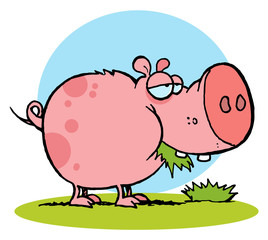 Chubby Pink Pig Snacking On Grass