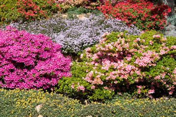 A Springtime Display