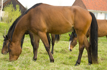Fototapeta premium english horse race