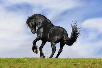 Photo sur Plexiglas Léquitation courses de chevaux noirs