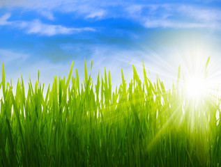 Fototapeta premium sunlight