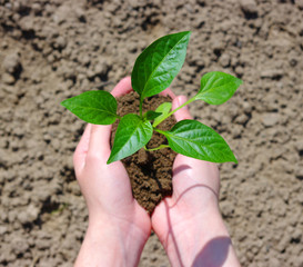 growing green plant