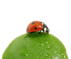 ladybug on  leaf