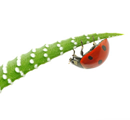 ladybug