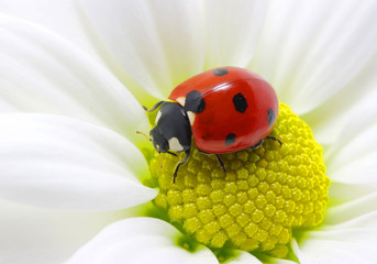 ladybird