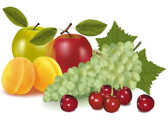 Vector. Two apples, two apricots, cherries and grapes.