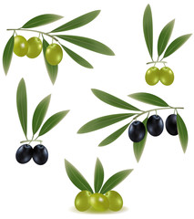 Vector illustration. Green and black olives with leaves.