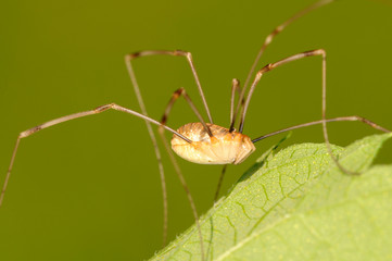Schwarzaugenkanker (Spinne)