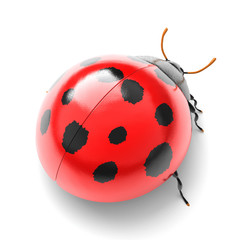 ladybird isolated on white background