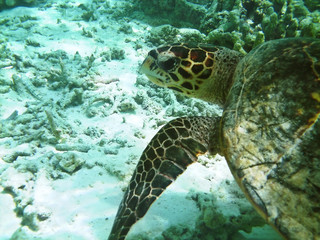 Turtle and coral reef