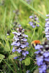 tout prés de la nature