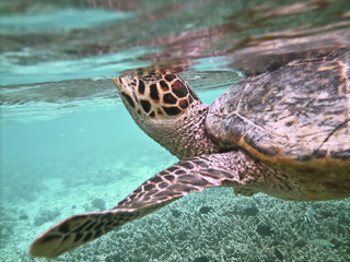 Turtle and coral reef