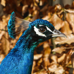 Blue peacock head in closeup