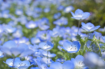 ネモフィラの花