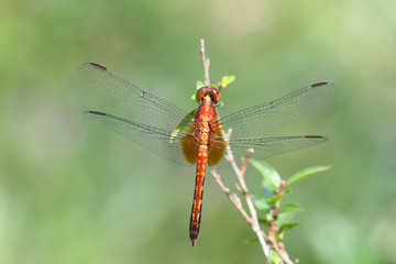 Libellula