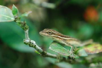 Anolis auratus - (Polychrotidae sauria)