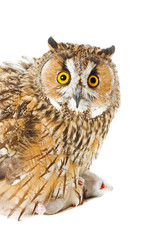 owl with prey isolated on the white background
