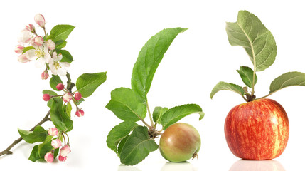 Apfelblüte, grüner und reifer Apfel mit Blätter - Wachstum