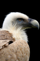 beautiful vulture, nature animal photo