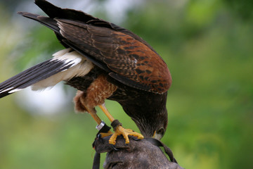beautiful hawk, animal nature photo