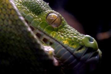 Green snake curled up on a branch, nature animal photo