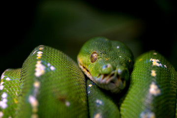 Green snake curled up on a branch, nature animal photo