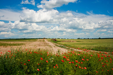 Summer rural landscape with potty flowers - obrazy, fototapety, plakaty