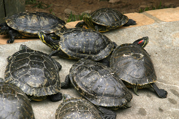 animal nature photo, Red-eared Slider (Trachemys scripta elegans