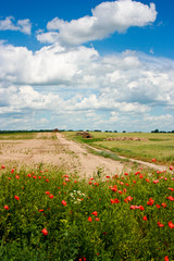 Summer rural landscape with potty flowers