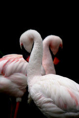 beautiful flamingo portrait