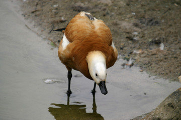 beautiful duck in a lake, nature animal photo