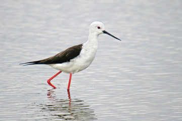 water bird (himantopus himantopus), nature animal photo