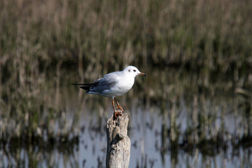 Common Black-headed Gull, larus ridibundus, Seagull