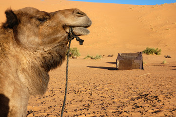 camelo a observer acampamento berbere