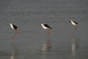 water bird (himantopus himantopus), nature animal photo