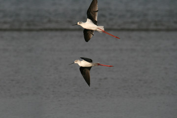 water bird (himantopus himantopus), nature animal photo