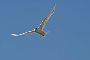 Common Tern (Sterna sandvicensis), nature animal photo