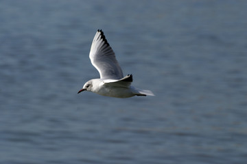 Common Black-headed Gull, larus ridibundus, Seagull