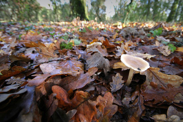 Sunlight in a green and beautiful forest