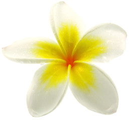 Fototapeta na wymiar żółty kwiat frangipani, białe tło
